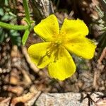 Fumana ericoides Flower