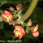 Scrophularia calliantha Flor