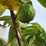 Psidium guajava Leht