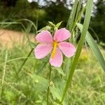 Kosteletzkya pentacarpos Flower