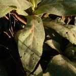 Verbascum phlomoides Blatt