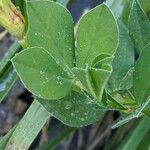 Lotus maritimus Leaf