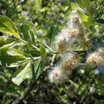 Salix caprea Drugo