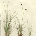 Carex mucronata Outro