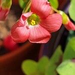 Oxalis tetraphylla Flower