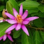 Grewia occidentalis Flower