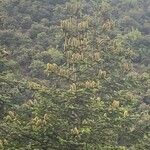 Abies cilicica ഇല