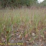 Panicum dichotomiflorum Hábito