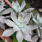 Graptopetalum paraguayenseYaprak