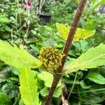 Bidens radiata Flower