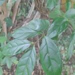 Strophanthus sarmentosus Leaf