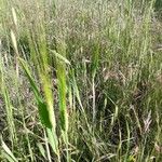 Triticum monococcum Fruit