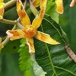 Grewia trichocarpa Flower