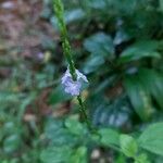 Stachytarpheta cayennensis 花