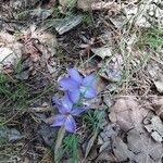 Viola pedata Flower