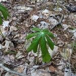 Podophyllum peltatum Fulla