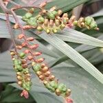 Crocosmia aurea Φρούτο