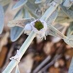 Stachys inflata Frutto