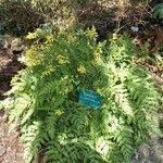 Corydalis cheilanthifolia Habitat