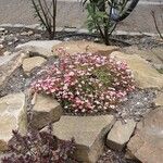 Saxifraga rosacea Агульны выгляд