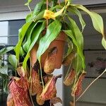 Nepenthes mirabilis Çiçek