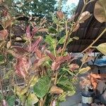 Syzygium guineense Blatt