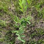 Baptisia alba Leaf