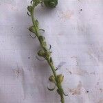 Linaria simplex Fruit