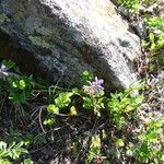 Polygala alpestris Blüte