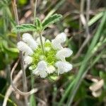 Leucas glabrata फूल
