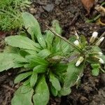 Arabidopsis thaliana Flor