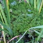 Myriophyllum aquaticum Лист