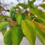 Prunus × subhirtella 叶