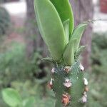 Euphorbia nivulia Flower