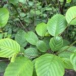 Alnus serrulata Hoja