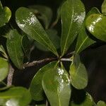 Sideroxylon obtusifolium Leaf