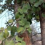 Piliostigma malabaricum 葉