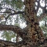 Quercus suber Altul/Alta