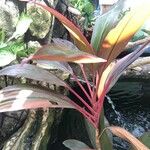 Cordyline fruticosaFrunză