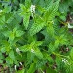 Heliotropium angiospermum Leaf