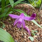 Bletilla striata 花