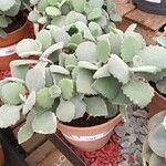 Kalanchoe millotii Folha