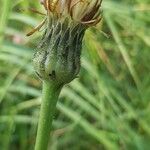 Hypochaeris maculata Flower