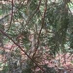 Cupressus cashmeriana Φύλλο