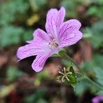 Geranium × oxonianum Cvet