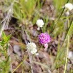 Polygala longicaulis Flower