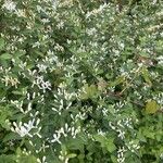 Lonicera morrowii Лист