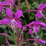 Epilobium angustifoliumFlor