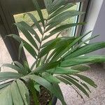 Howea forsteriana Blad