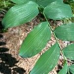 Polygonatum biflorum Blad